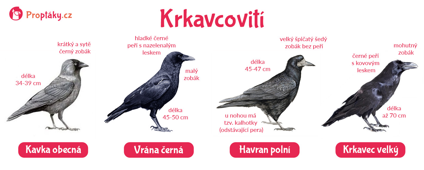 Krkavcoviti_prehled_BLOG_foto